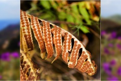 113.- Isole della toscana -   Isola d'Elba - Spore-di-felci