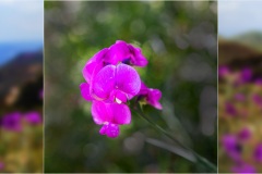 114- Isole della toscana -   Isola d'Elba - .Pisello-odoroso