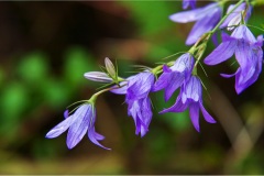 121.- Isole della toscana -   Isola d'Elba - Raponzolo