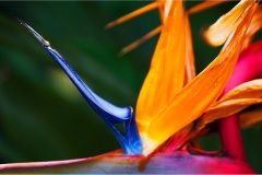 122.- Isole della toscana -   Isola d'Elba - Sterlizia