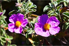 143.- Isole della toscana -   Isola d'Elba - Cisti-sul-sentiero-N°3