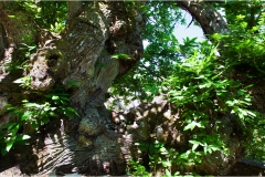 146.- Isole della toscana -   Isola d'Elba-I-castagni-secolari