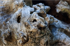 147- Isole della toscana -   Isola d'Elba .- I-mostri-del-castagno