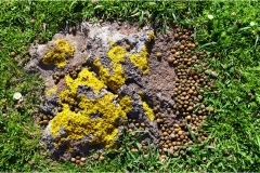 162- Isole della Toscana - Capraia