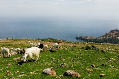 1_158- Isole della Toscana - Capraia