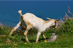 1_160- Isole della Toscana - Capraia