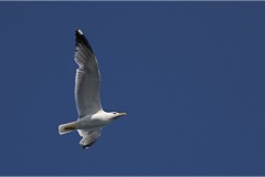 1_26 -  Isole della toscana - Giannutri