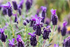 1_34- Isole della toscana -   Isola d'Elba