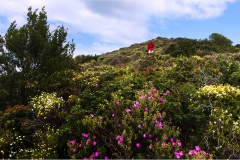 1_82- Isole della toscana -   Isola d'Elba