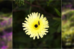 1_86- Isole della toscana -   Isola d'Elba