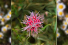 2_110- Isole della toscana -   Isola d'Elba