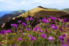 2_44- Isole della toscana -   Isola d'Elba