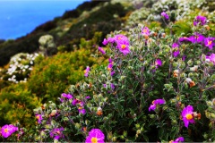 2_76- Isole della toscana -   Isola d'Elba