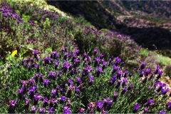 33- Isole della toscana -   Isola d'Elba - .Lavanda