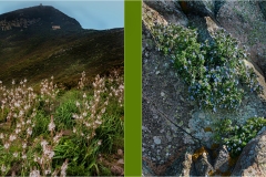 35 - Isole della Toscana - Capraia