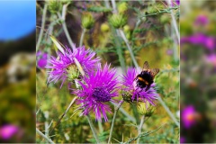 3_46- Isole della toscana -   Isola d'Elba