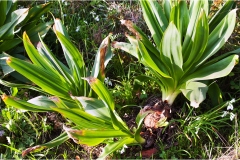 44. - Isole della Toscana - Capraia- Bulbi-di-Scilla