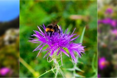 45- Isole della toscana -   Isola d'Elba - .Fiordaliso