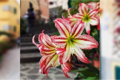 55- Isole della toscana -   Isola d'Elba