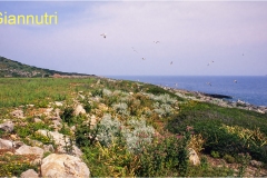 6 -  Isole della toscana - Giannutri