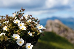 68- Isole della toscana -   Isola d'Elba - .Fioritura-di-Cisti