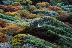 7-3 -  Isole della toscana - Giannutri