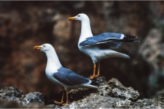 7-4 -  Isole della toscana - Giannutri