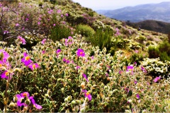 75- Isole della toscana -   Isola d'Elba