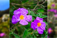 77- Isole della toscana -   Isola d'Elba