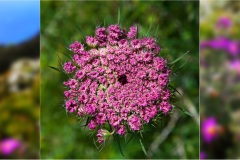 79- Isole della toscana -   Isola d'Elba - .Carota-selvatica