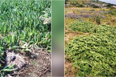 8 Isole della toscana - Giannutri - Pulcino-di-gabbiano