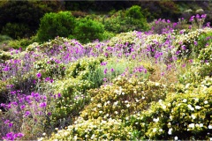 83- Isole della toscana -   Isola d'Elba