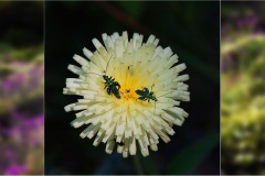 84- Isole della toscana -   Isola d'Elba