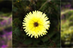 85- Isole della toscana -   Isola d'Elba