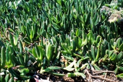 z13 Fico degli Ottentotti