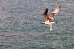 05 Livorno : Porto e quartiere Venezia