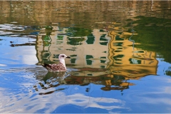 118  Livorno : Porto e quartiere Venezia