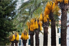 222. Livorno : Porto e quartiere Venezia Viale-italia