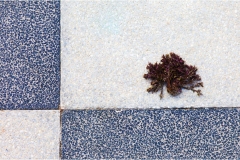 226.Livorno : Porto e quartiere Venezia  La-terrazza-Mascagni