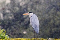 27- Lucca- Airone-cenerino-sulle-mura