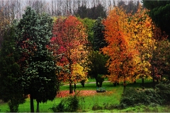 29- Lucca-Orto-botanico