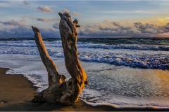 Maremma  -  Capalbio