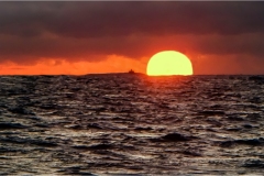 Maremma  Le formiche