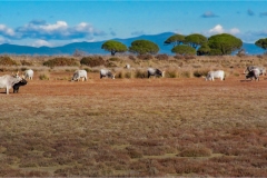 Maremma  -  
