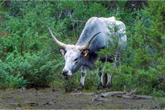 Maremma  -  Pitigliano