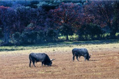 Maremma  -  Pitigliano