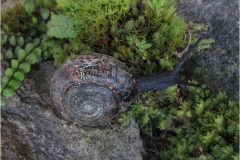 f25. Monti Pisani -Retinella-olivetorum