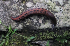 f26. Monti Pisani - Limax-dacampi-cruentus