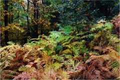 f40. Monti Pisani -Pteridium-aquilinum