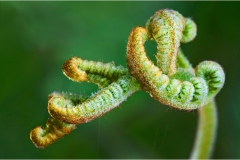 f41. Monti Pisani -Pterium-aquilinum